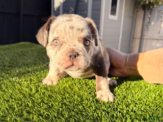 French Bulldog dogs Rain - Ad 8