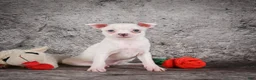 Chihuahua dogs for sale: Annie - Ad 1