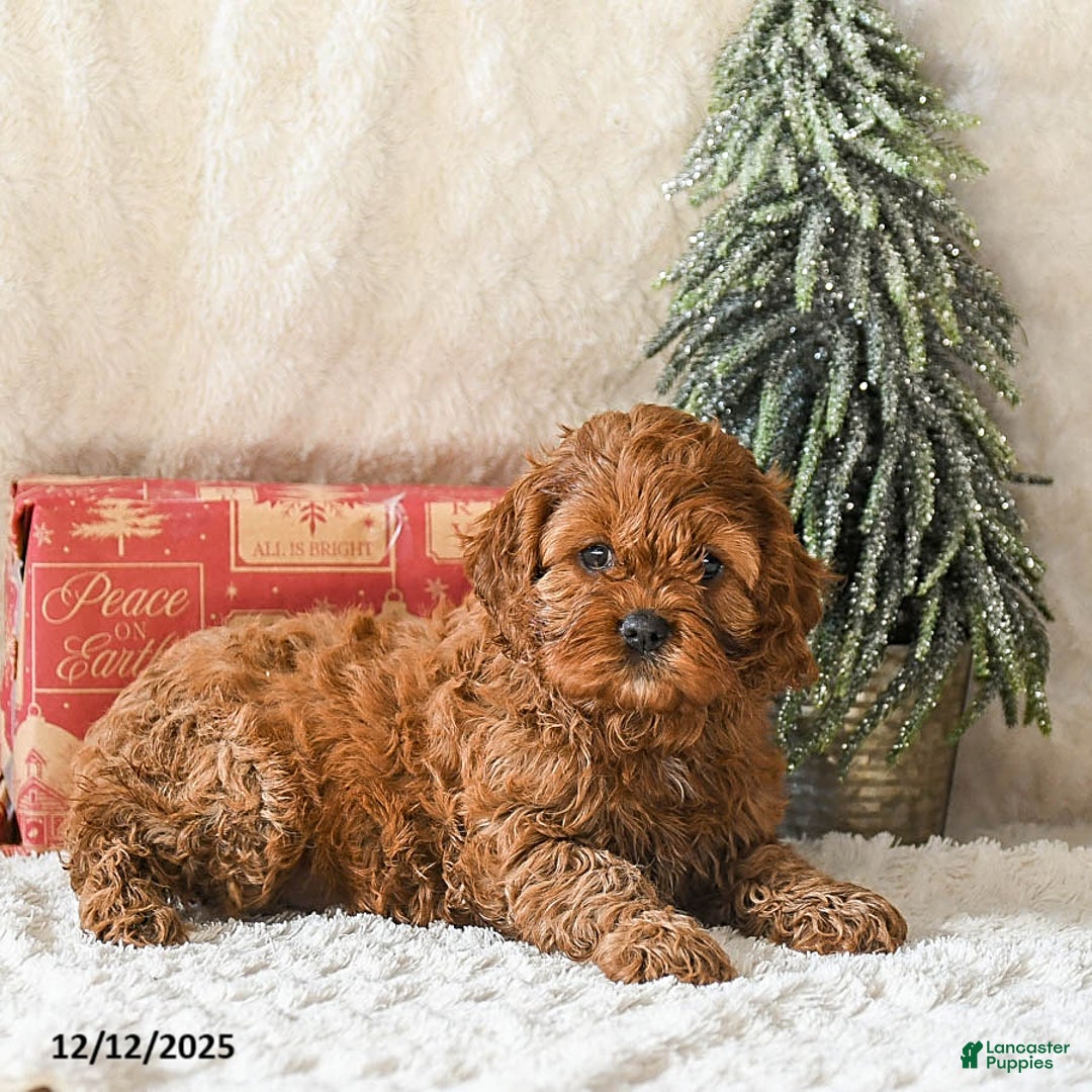 Cockapoo dogs for sale: Winnie - Ad 3