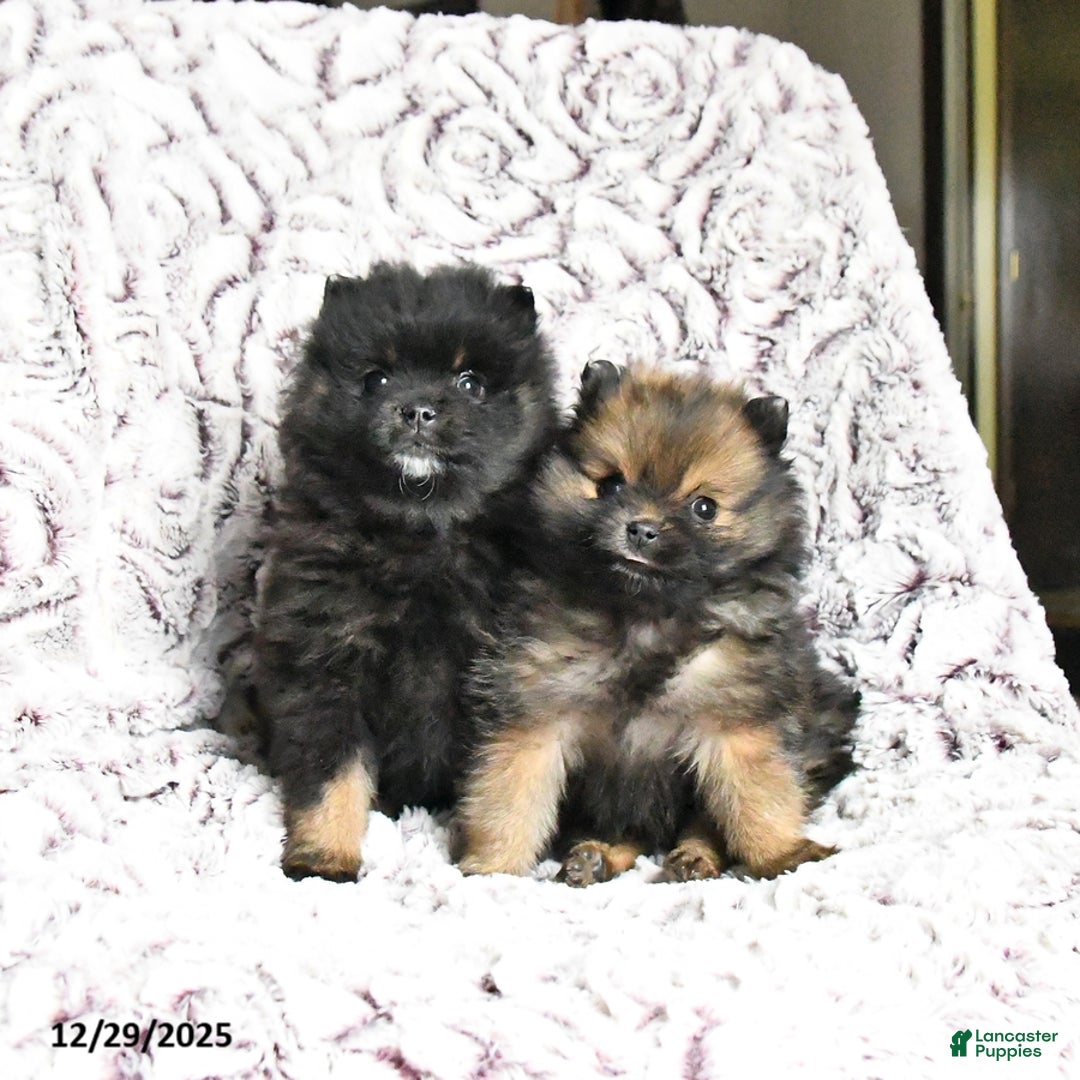 Pomeranian dogs for sale: Victor - Ad 3