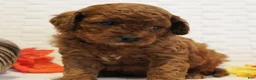 Cavapoo dogs for sale: Rootbeer - Ad 3