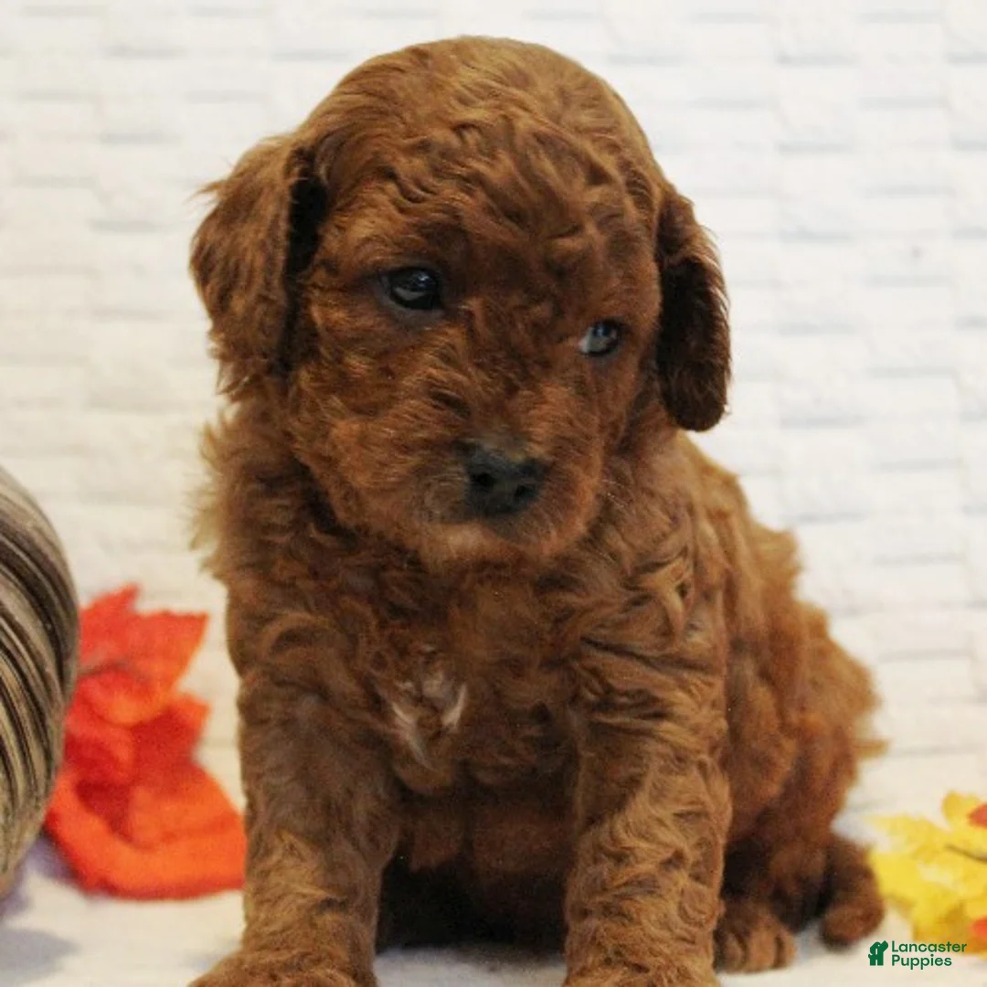 Cavapoo dogs for sale: Rootbeer - Ad 3