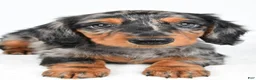 Miniature Dachshund dogs for sale: Captain - Ad 5