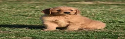 Golden Retriever dogs for sale: Bingo    Genetic/OFA - Ad 15