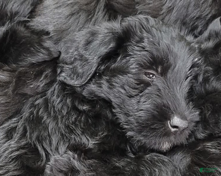 Giant Schnauzer dogs Giant Schnauzer Puppy 4 - Ad 13