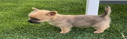 Cairn Terrier dogs for sale: Daisy - Ad 4