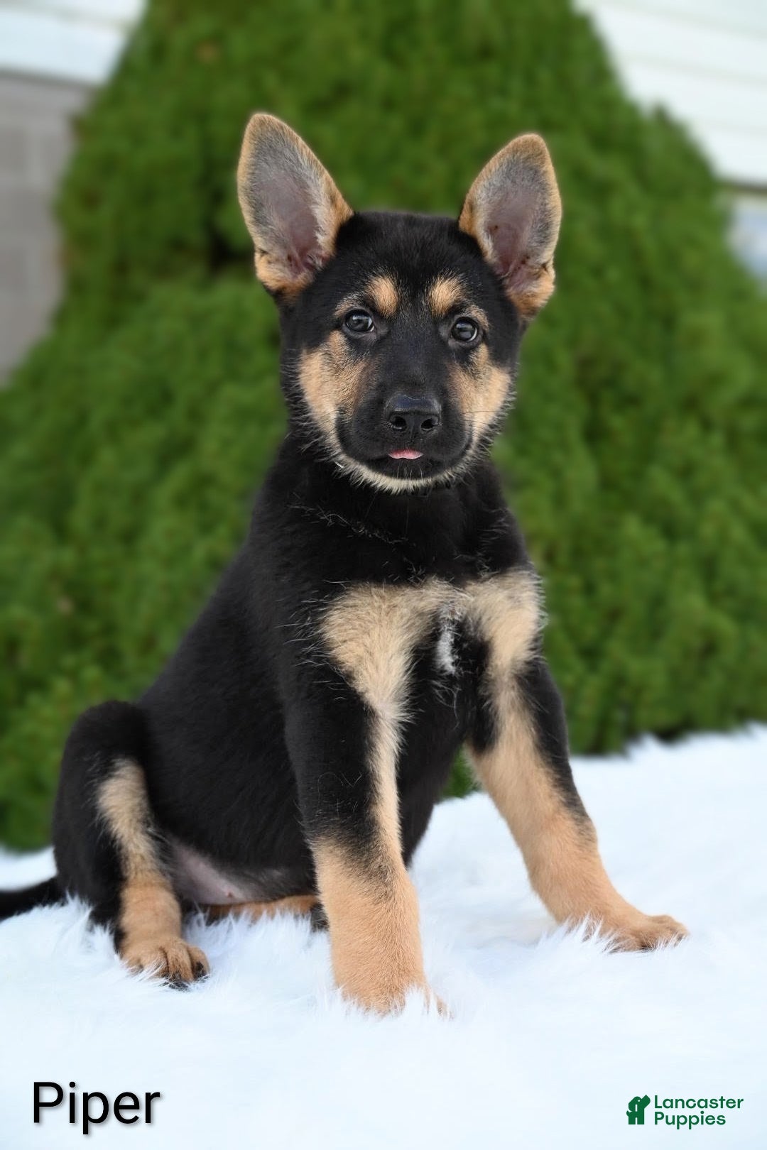 German Shepherd dogs Piper - Ad 2