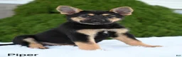 German Shepherd dogs for sale: Piper - Ad 2