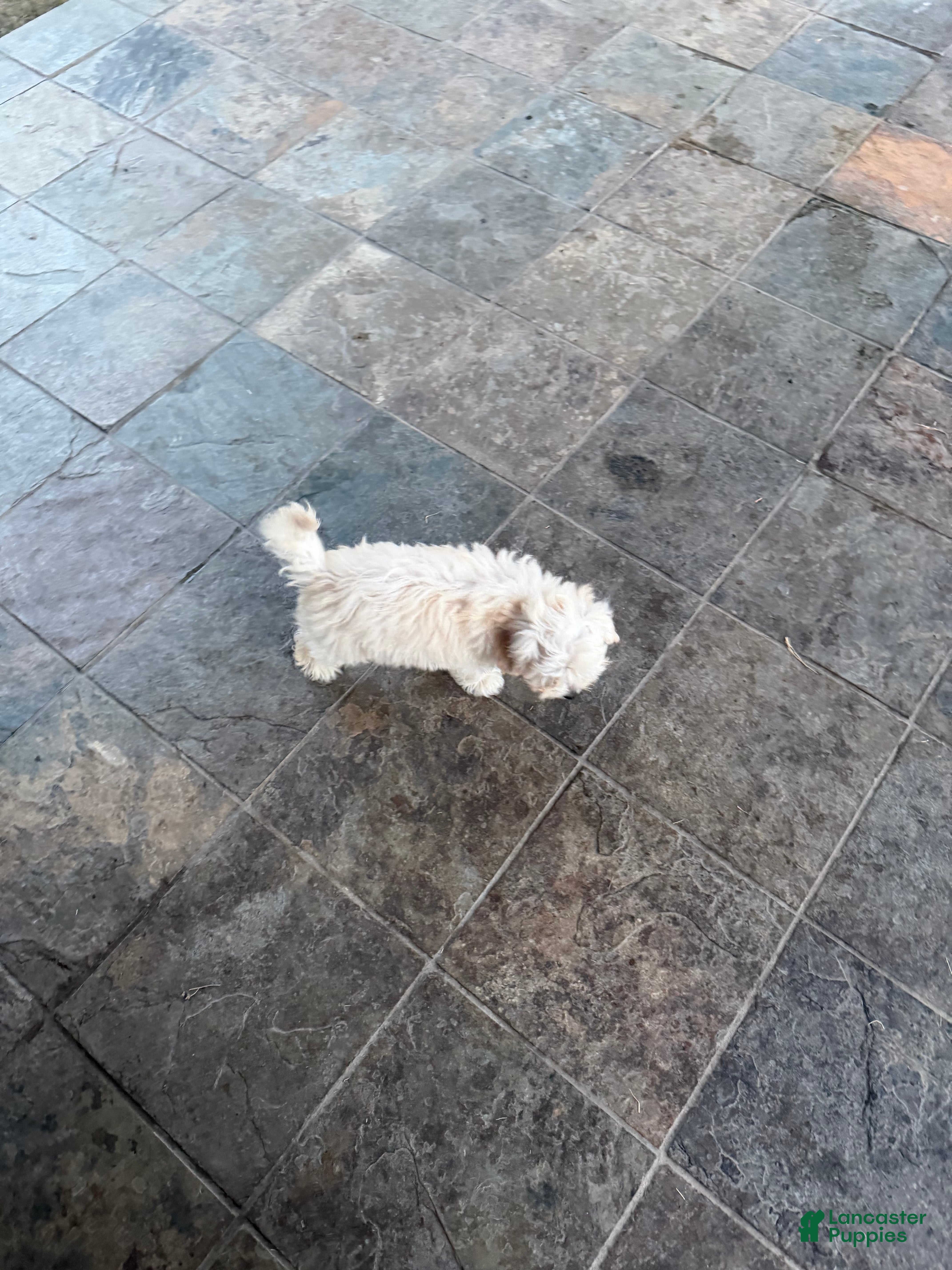 Mixed Breed dogs Mixed Breed 1 - Ad 2
