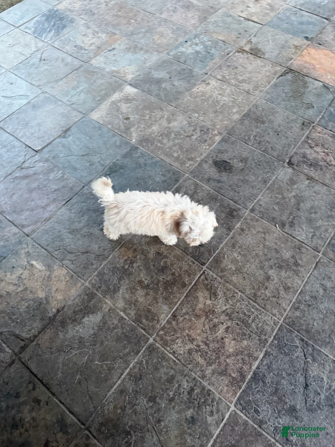 Mixed Breed dogs for sale: Mixed Breed 1 - Ad 2