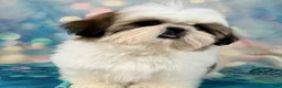Shih Tzu dogs for sale: Boy 1 - Ad 5