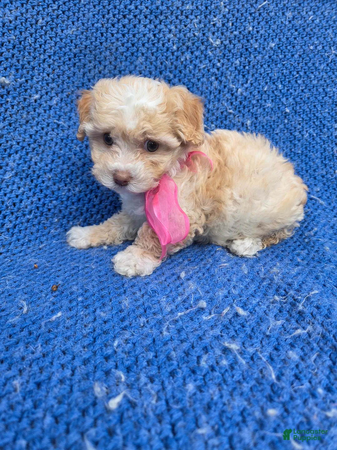 Maltipoo dogs for sale: Evie - Ad 1