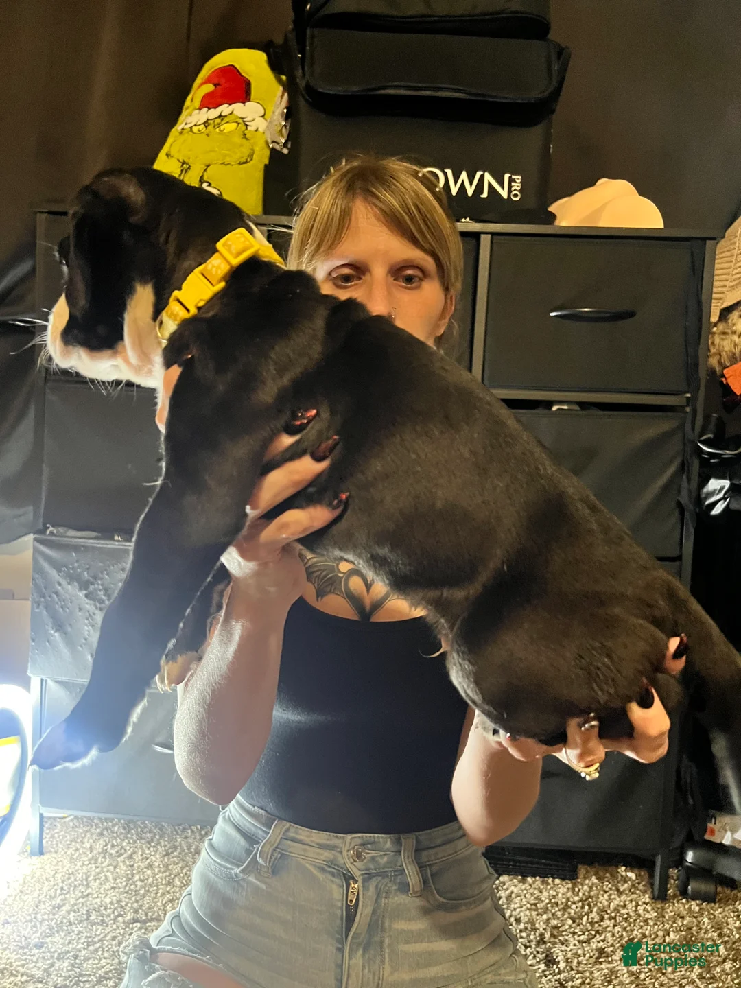 Mixed Breed dogs for sale: Mixed Breed 3 - Ad 2