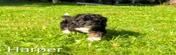 Mini Bernedoodle dogs for sale: Harper - Ad 7