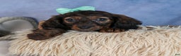 Miniature Dachshund dogs for sale: Cleo - Ad 28