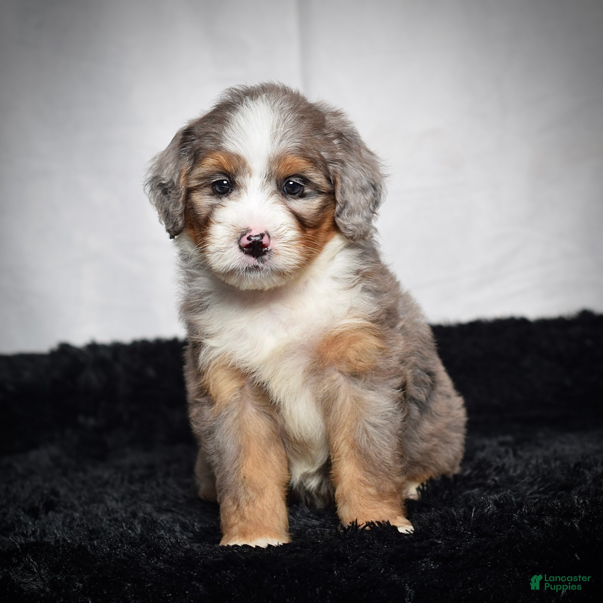 Mini Bernedoodle dogs Beverly - Ad 1