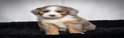 Mini Bernedoodle dogs for sale: Beverly - Ad 5