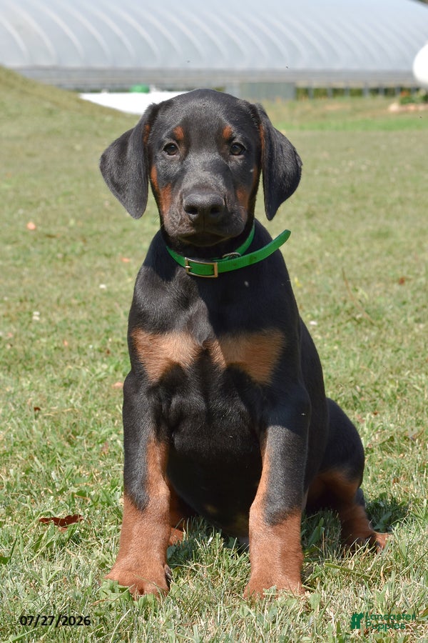 Doberman Pinscher dogs Gunner - Ad 1