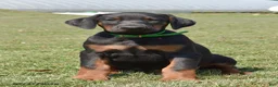 Doberman Pinscher dogs for sale: Gunner - Ad 1