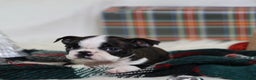 Boston Terrier dogs for sale: Gala - Ad 4