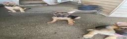 German Shepherd dogs for sale: Tiny girl - Ad 7