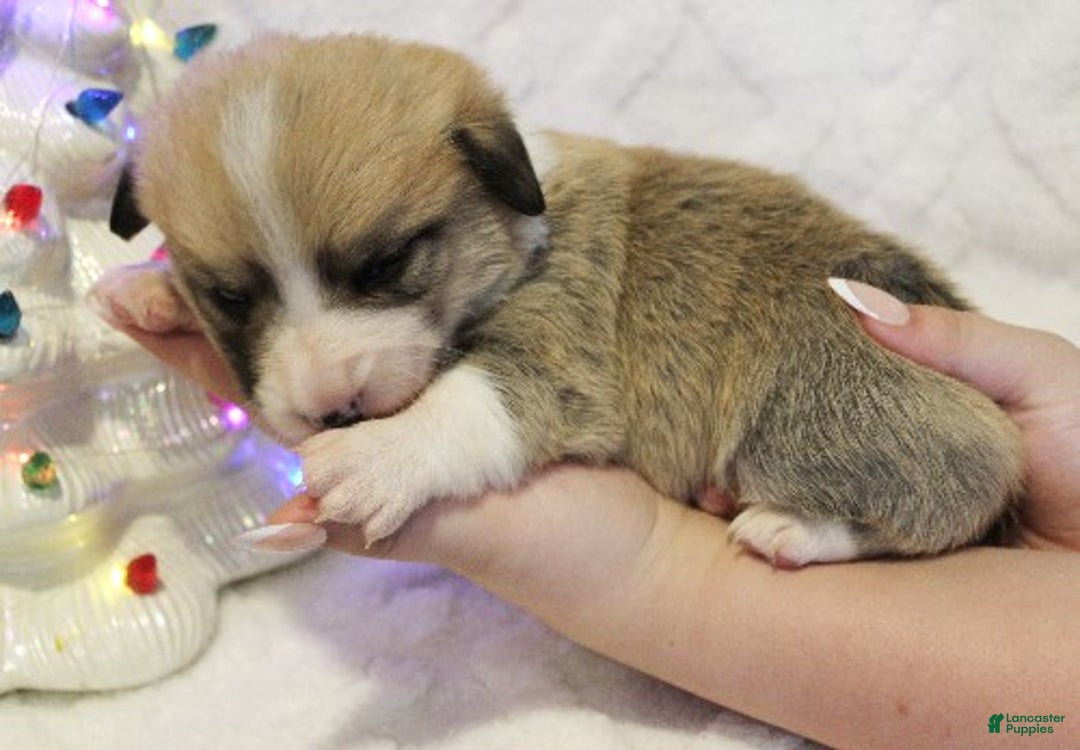 Welsh Corgi Pembroke dogs for sale: Dasher Genetically CLEAR - Ad 3