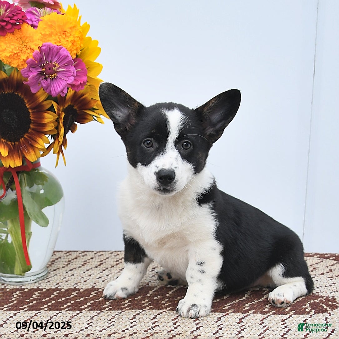 Mixed Breed dogs Jasmine - Ad 18