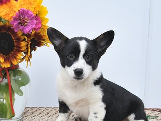 Mixed Breed dogs - Ad 24