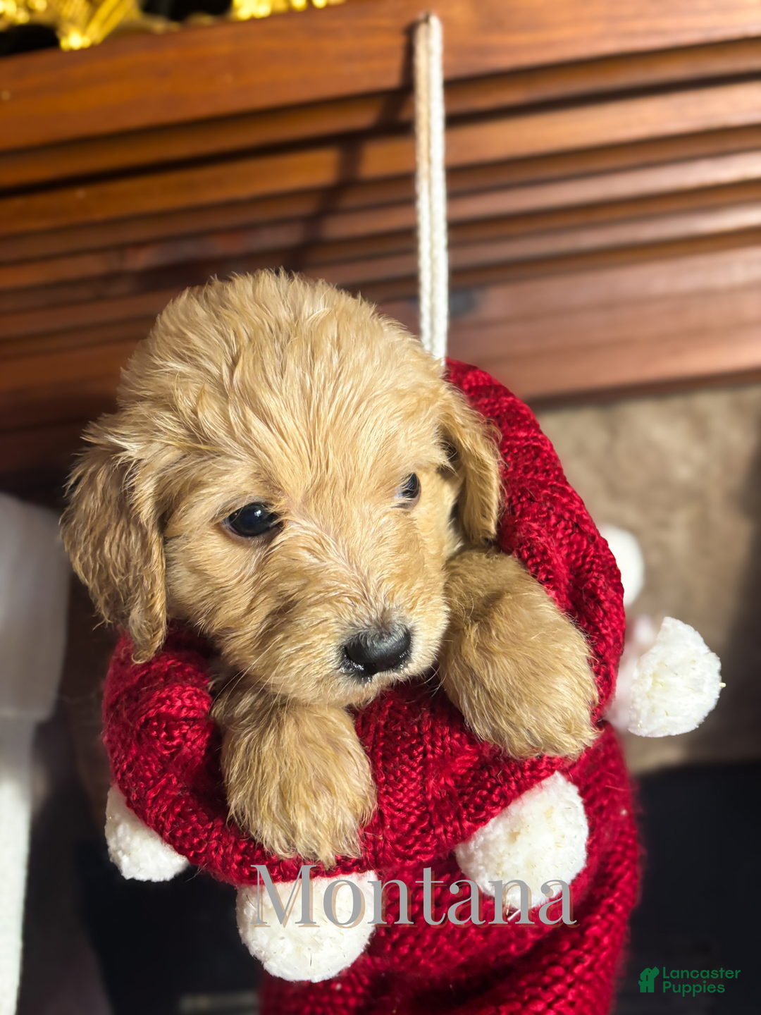 Goldendoodle dogs for sale: Montana  - Ad 3
