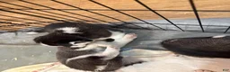 Siberian Husky dogs for sale: Princess Nimue - Ad 10