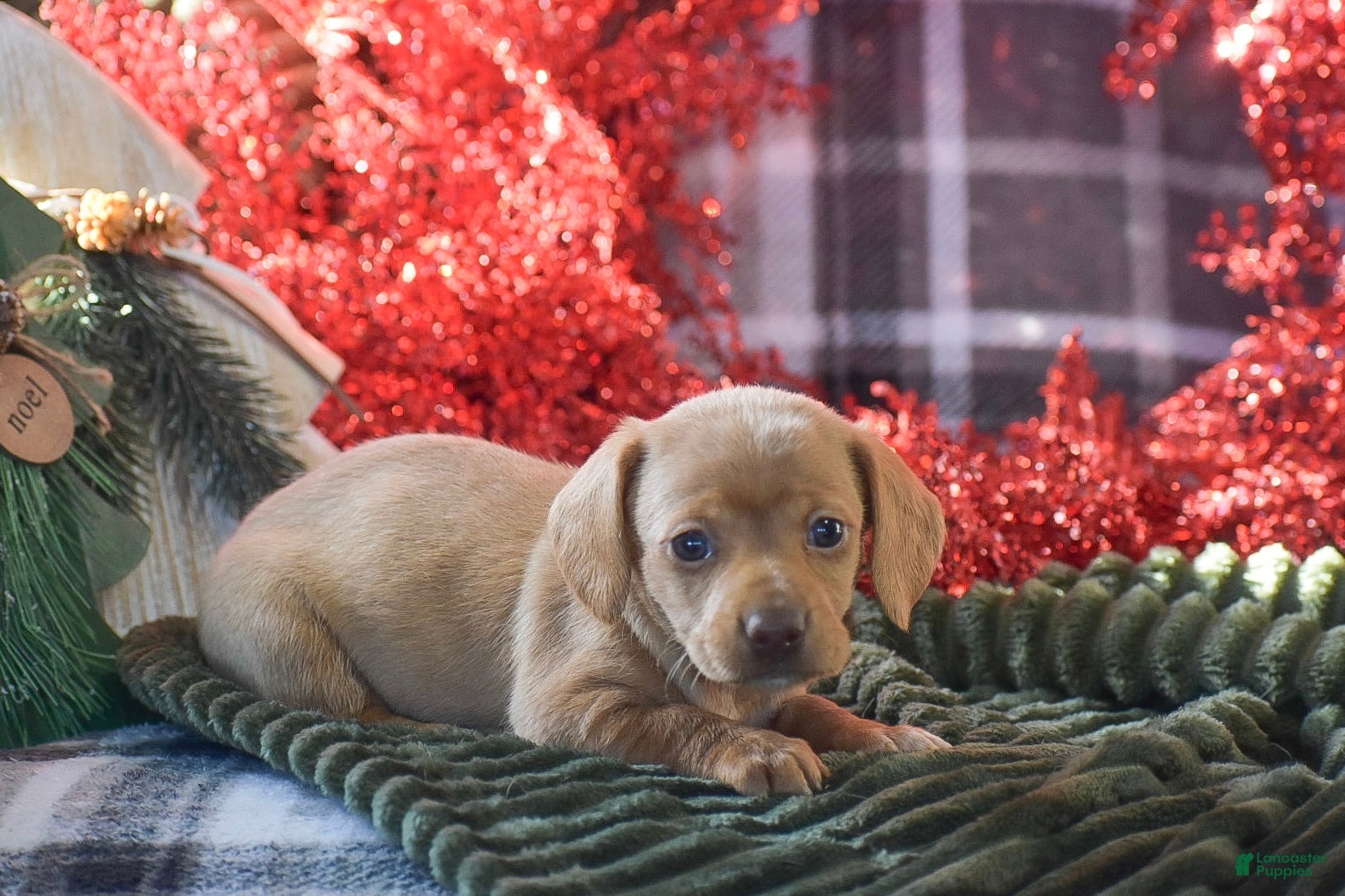 Dachshund dogs Cookie - Ad 14