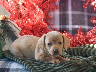 Dachshund dogs Cookie - Ad 29