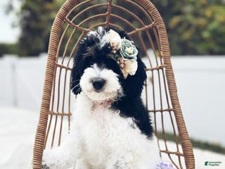 Mini Sheepadoodle dogs Red-Peppermint - Ad 1