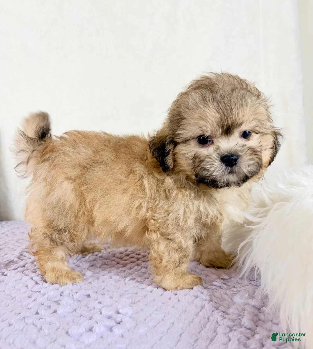 Shihpoo dogs for sale: Aaron - Ad 1
