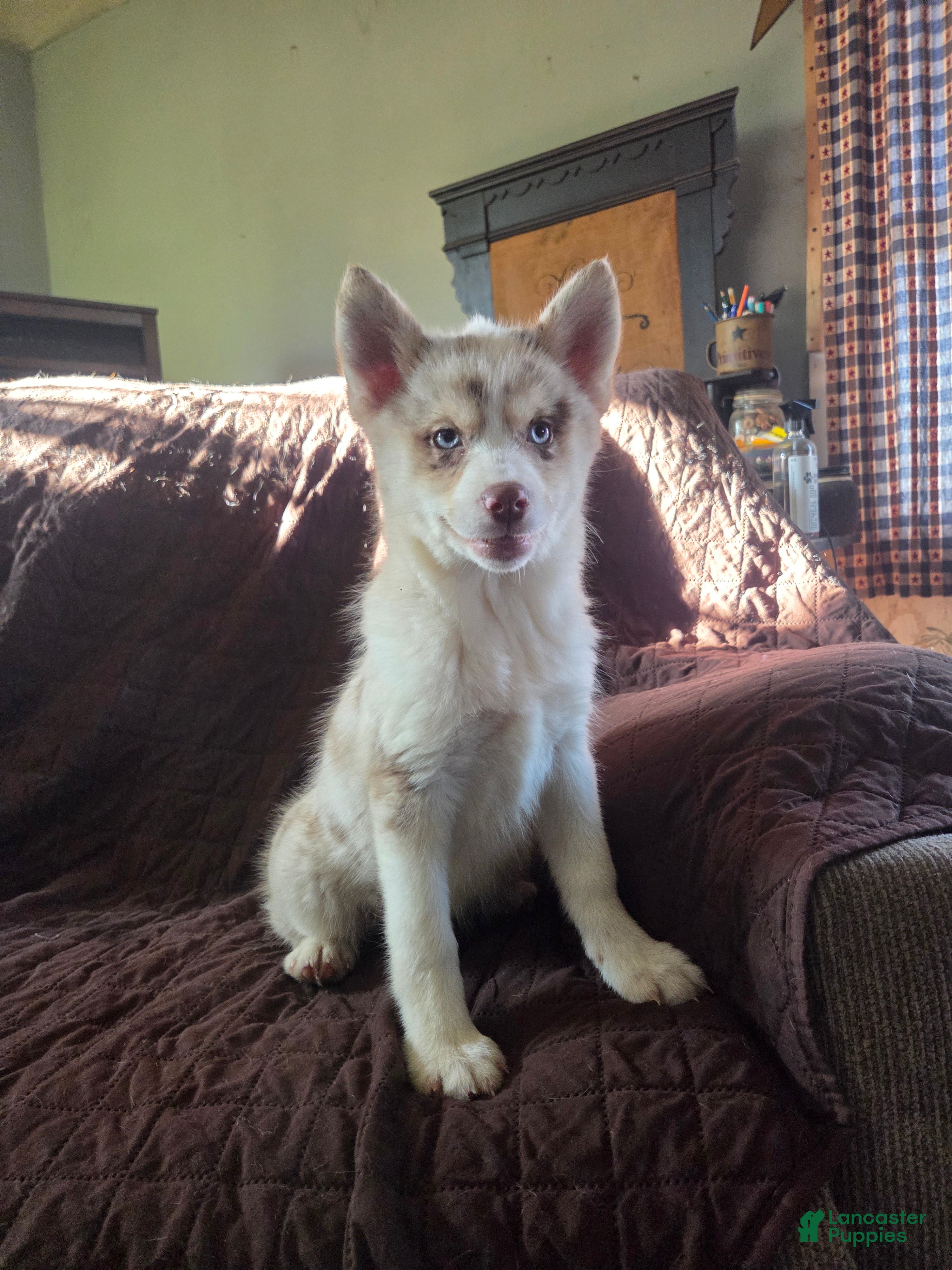 Pomsky dogs Jessica - Ad 1