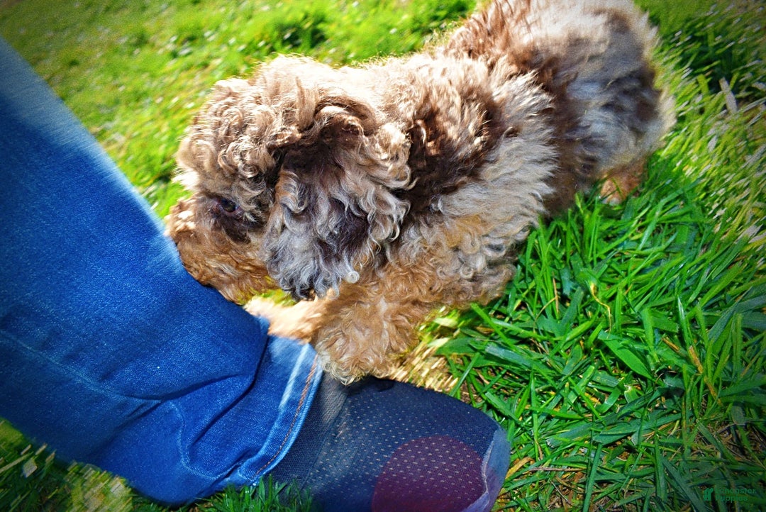 Havapoo dogs for sale: Jackson - Ad 12