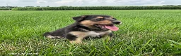 Mixed Breed dogs for sale: Quinn - Ad 5