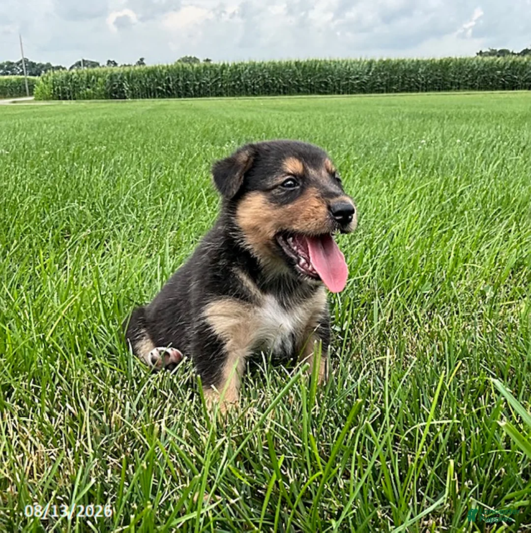 Mixed Breed dogs for sale: Quinn - Ad 5