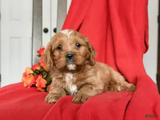 Cavapoo dogs Cameron - Ad 9