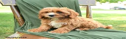 Cavapoo dogs for sale: Malachi - Ad 3