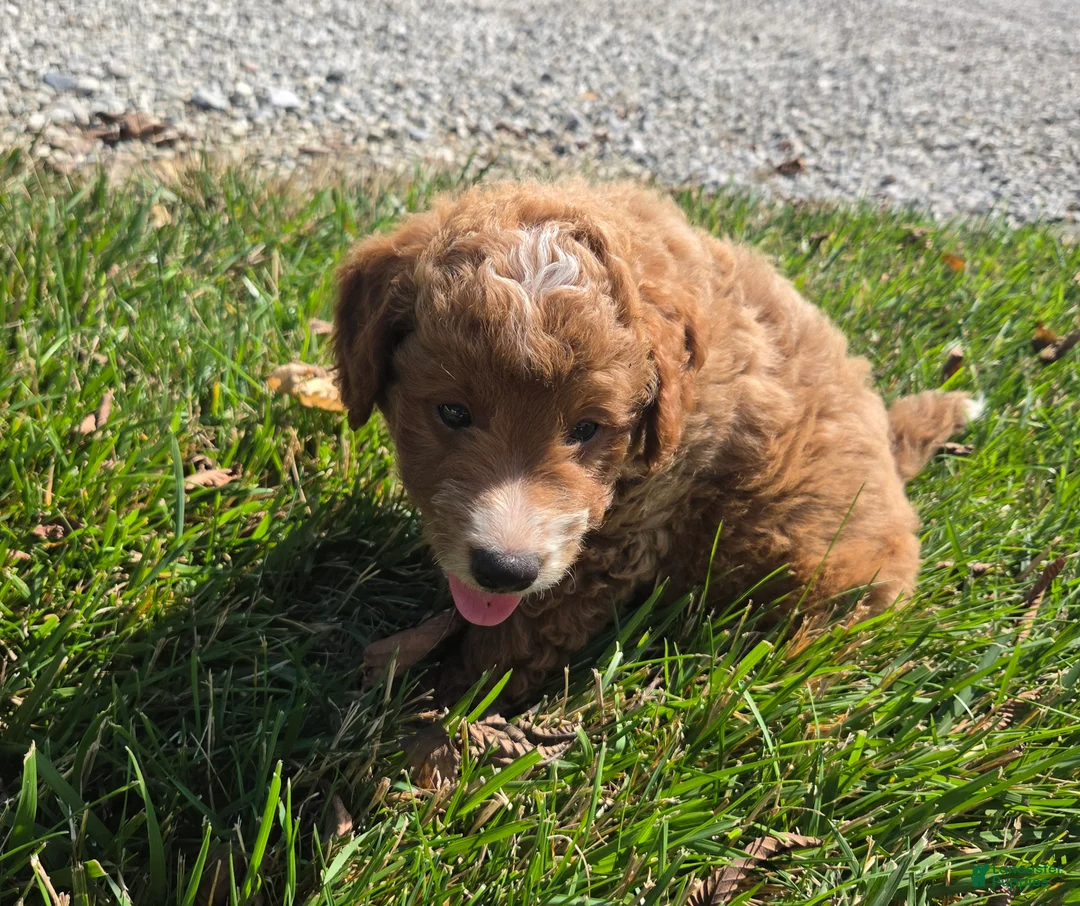 Mini Goldendoodle dogs for sale: Kenton - Ad 4