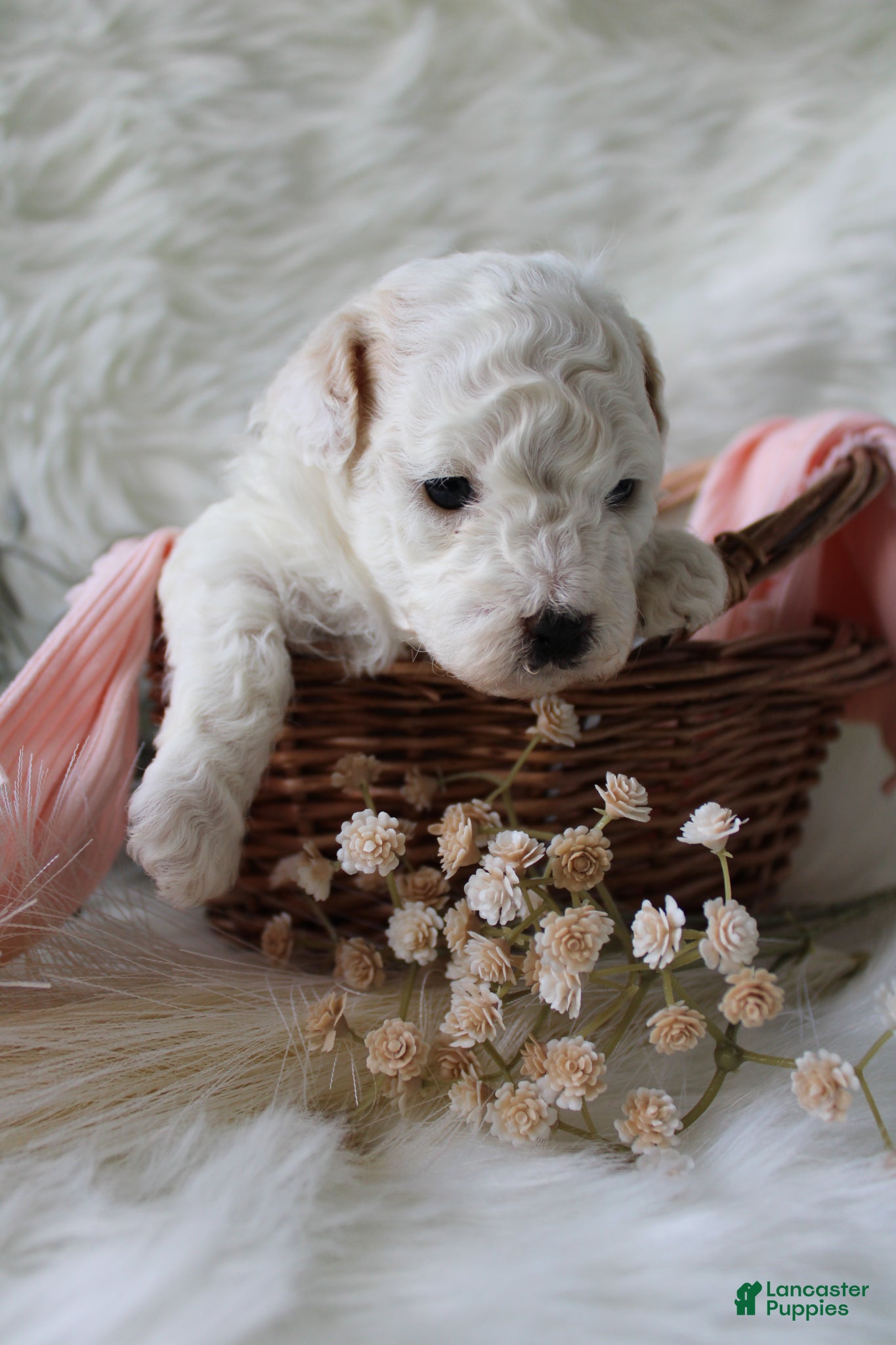 Bichpoo dogs Fern - Ad 1