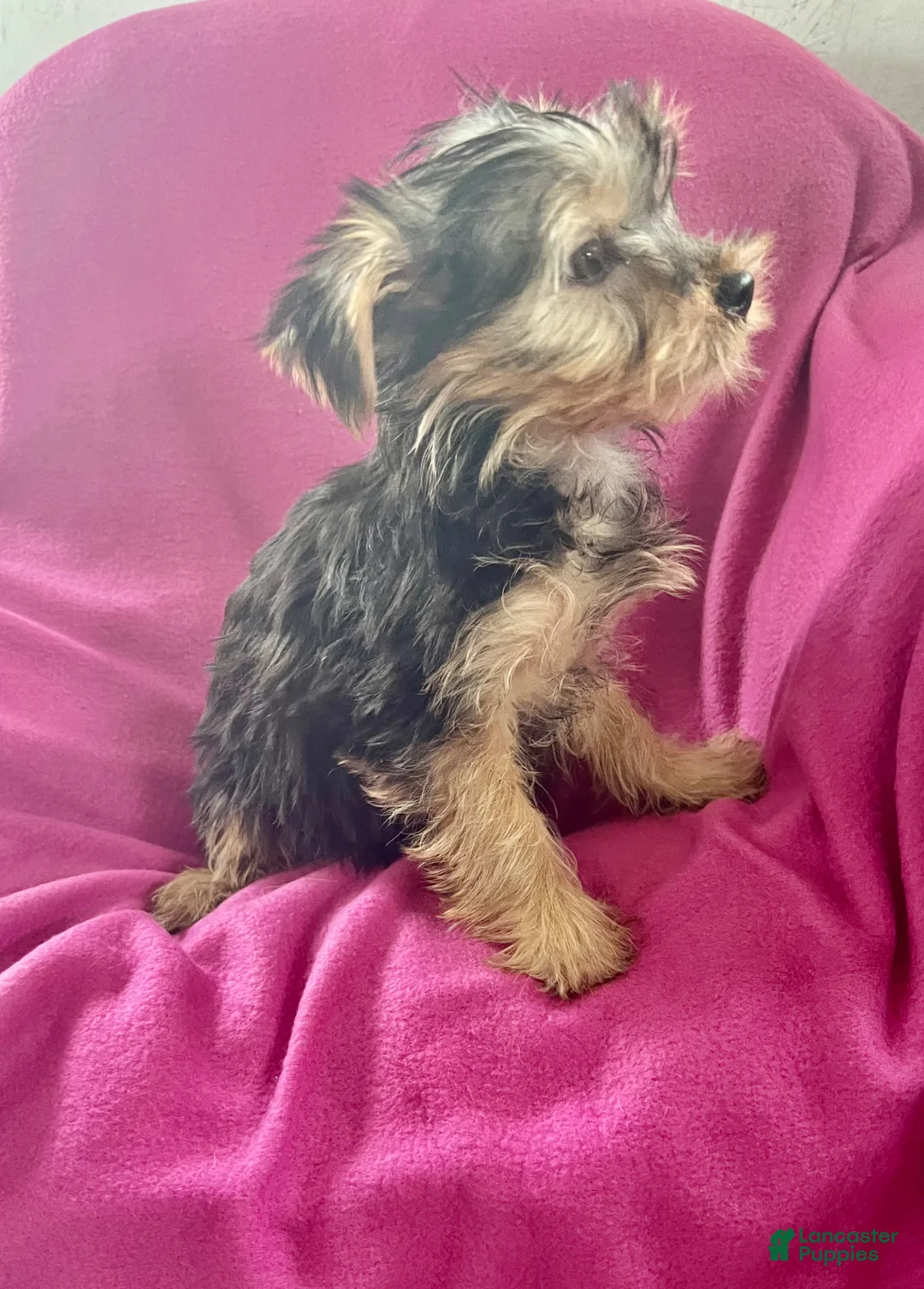 Yorkshire Terrier dogs for sale: Sun-Shine - Ad 2