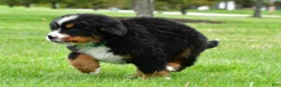Bernese Mountain Dog dogs for sale: Rusty - Ad 4