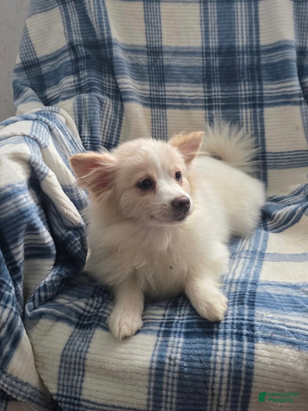 Pomeranian dogs for sale: Snow Bunny - Ad 7