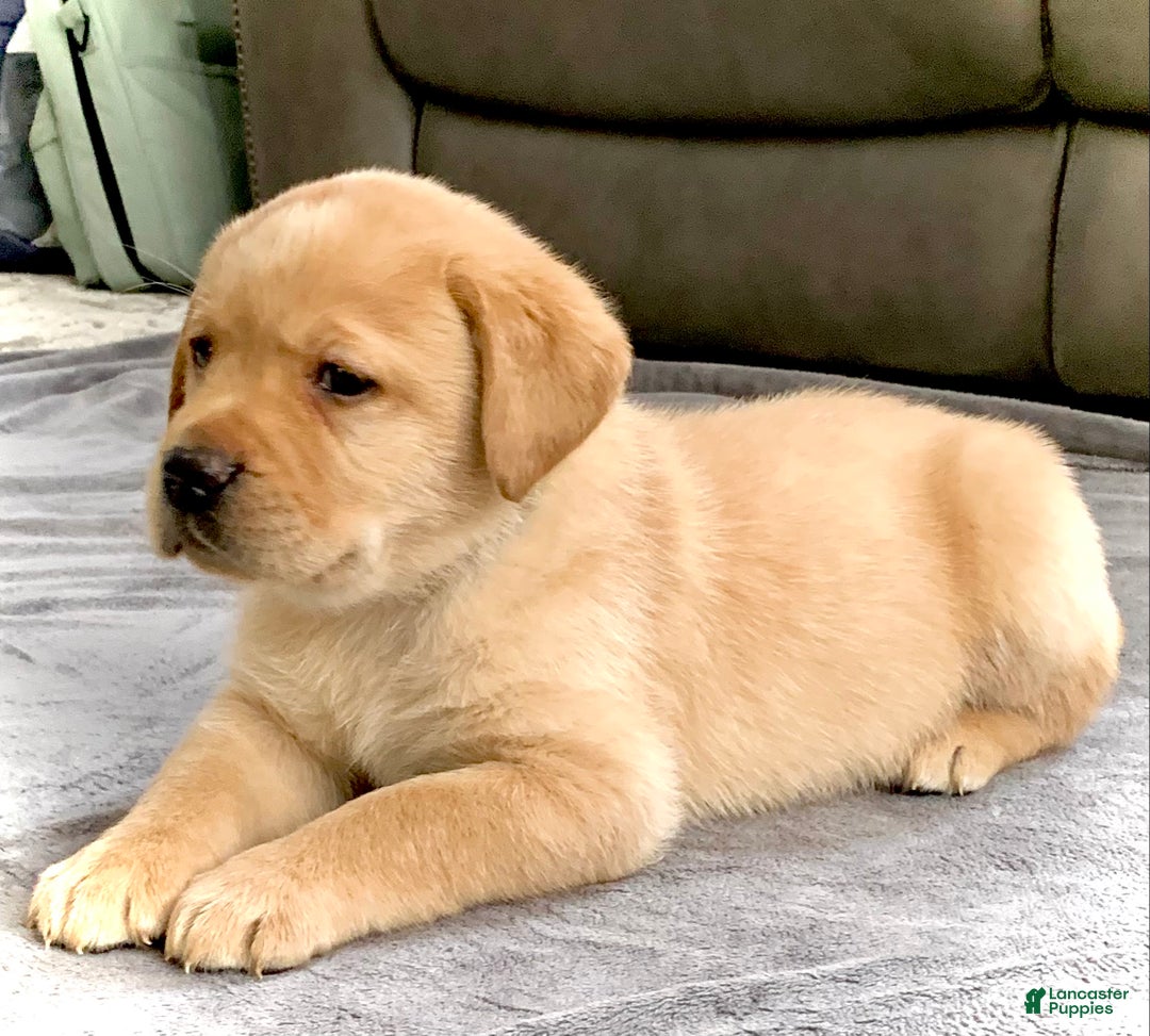 Labrador Retriever dogs for sale: Remington - Ad 3