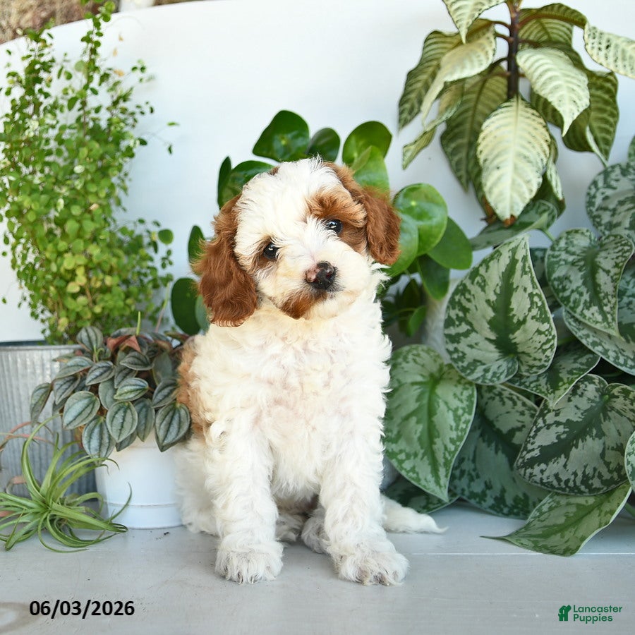 Cavapoo dogs for sale: Lily  - Ad 2