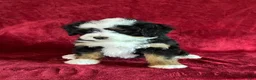Mini Bernedoodle dogs for sale: Bella - Ad 6