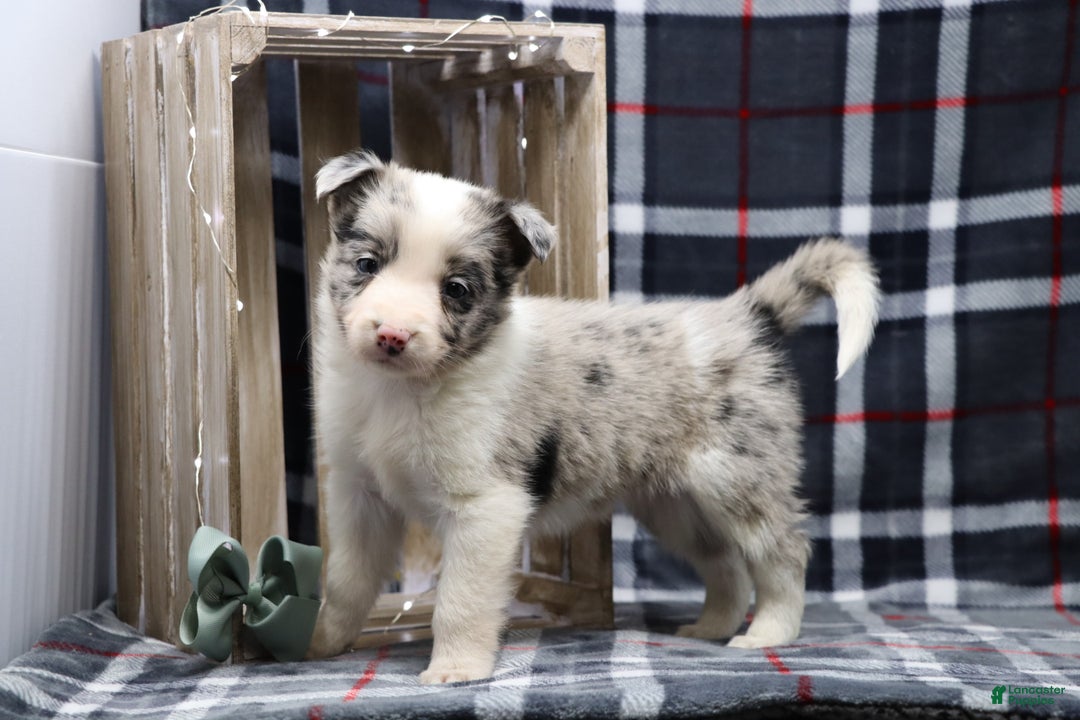 Border Collie dogs for sale:  flurry  - Ad 3