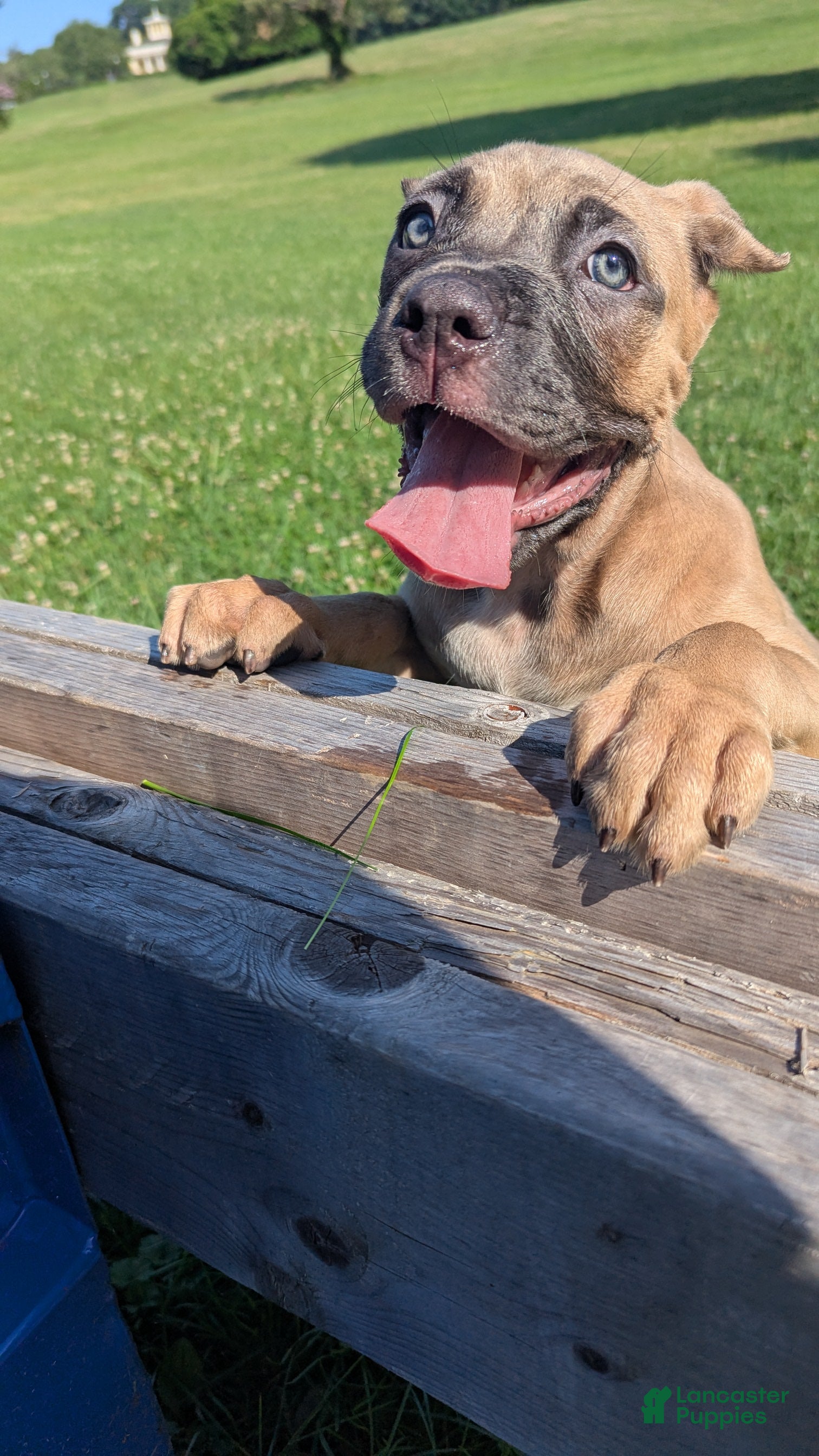 Cane Corso dogs Pluto  - Ad 2